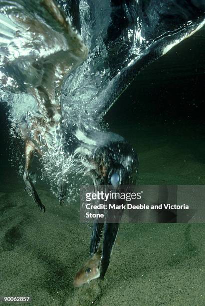 giant kingfisher: ceryle maxima  diving for fish  lake tanga nyika, tanzania - tanganyikasjön bildbanksfoton och bilder