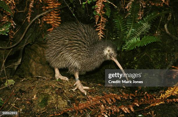 okarito brown kiwi - kiwi bird stock pictures, royalty-free photos & images