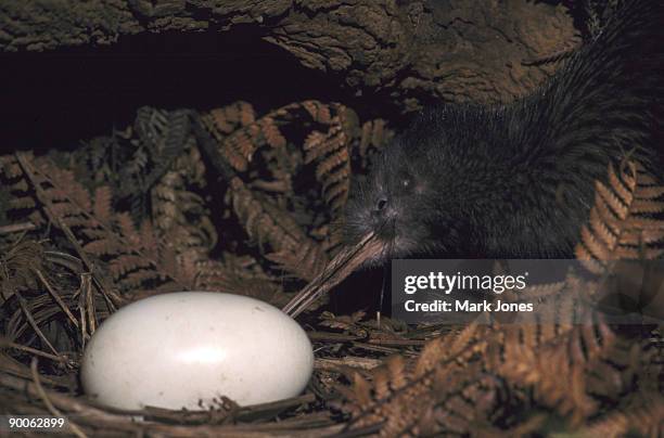 brown kiwi apteryx australis mantelli captive with egg. otorohanga breeding facility, n.z. - north island brown kiwi stock pictures, royalty-free photos & images
