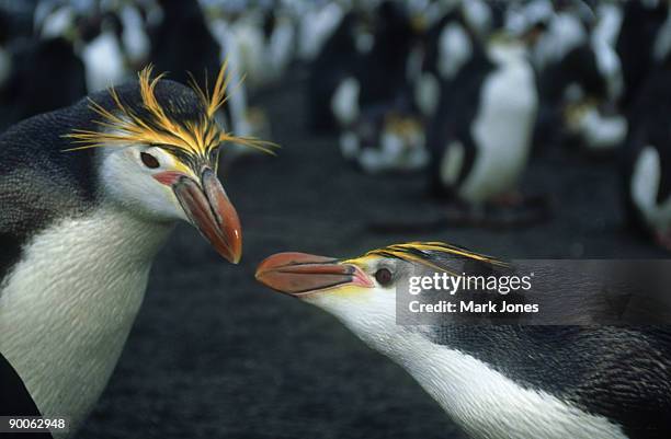 royal penguin: eudyptes schlegeli  macquarie island, austral ia - eudyptes schlegeli stock pictures, royalty-free photos & images