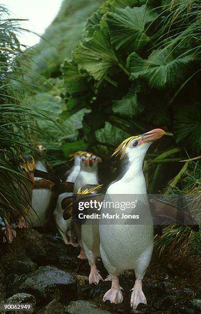 royal penguin: eudyptes schlegeli  commuter group. sandy bay   macquarie island - eudyptes schlegeli stock pictures, royalty-free photos & images