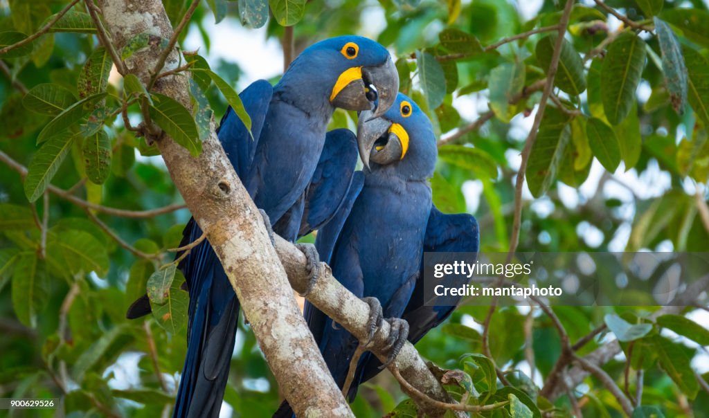 Hyacinth Macaws