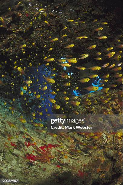 Sweeper Fish Photos and Premium High Res Pictures - Getty Images