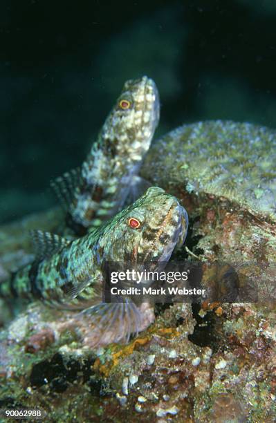 lizard fish, synodus variagatus, komodo island, indonesia - lizardfish stock pictures, royalty-free photos & images