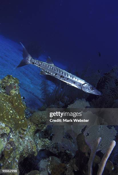 great barracuda sphyraena barracuda over reef lighthouse reef, belize. - lighthouse reef - fotografias e filmes do acervo