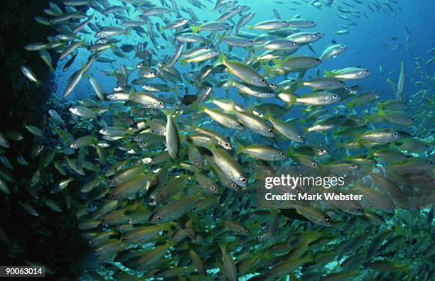 blue-lined snappers, lutjanus kasmira, shoaling on reef, surin, thailand - lutjanus kasmira stock pictures, royalty-free photos & images