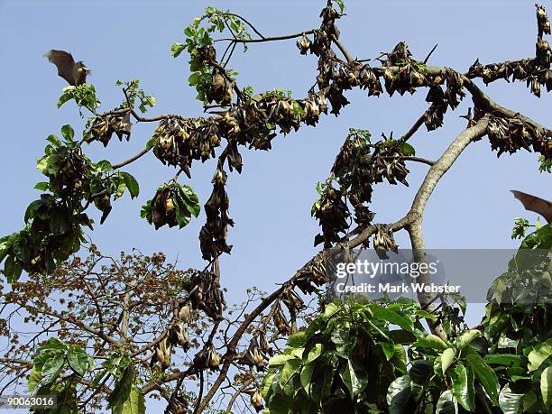 wahlberg's epauletted fruit bat, epomophorus wahlbergi, cabinda province, angola - cabinda angola stock pictures, royalty-free photos & images