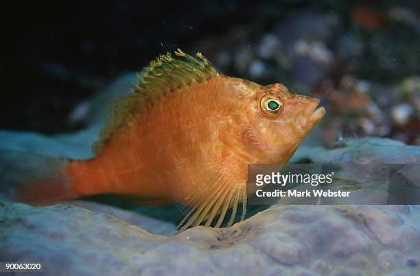 pacific hawkfish: cirrihitichthys aureus  cheju island, sout h korea - hawkfish stock pictures, royalty-free photos & images