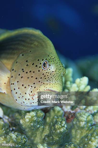 spotted hawkfish:  paracirrhites forsteri,  portrait,  fury shoal, red sea, egypt - hawkfish stock pictures, royalty-free photos & images