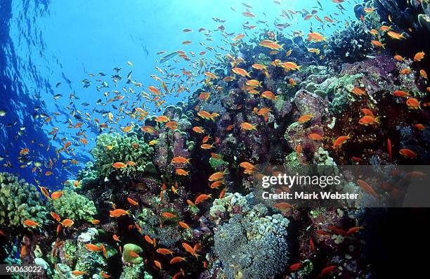 anthias: pseudanthias squamipinnis  over reef  st. johns re ef, red sea - jewel fairy basslet stock pictures, royalty-free photos & images