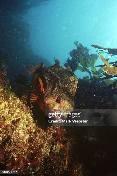 Hen Fish Cyclopterus Photos and Premium High Res Pictures - Getty Images
