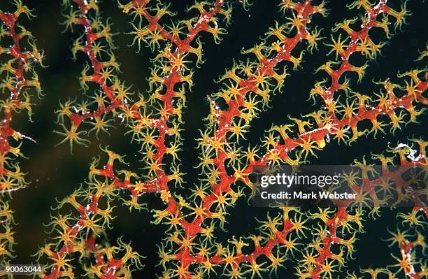 red gorgonian:  acabaria sp  detail  st. johns reef, red se a - gorgonacea stock pictures, royalty-free photos & images