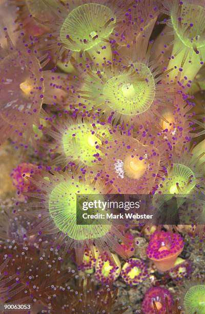 jewel anemone - jewel anemone stock pictures, royalty-free photos & images