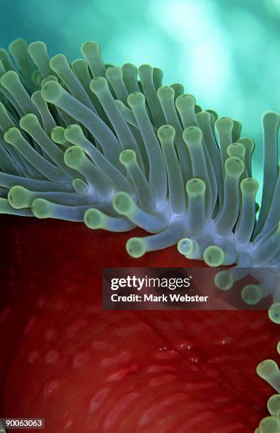 anemone: heteractis magnifica  st. johns reef, red sea - anemone magnifica stock pictures, royalty-free photos & images