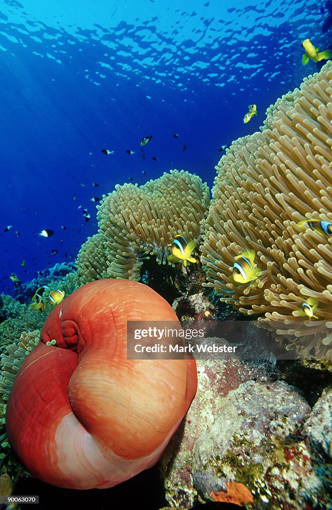 Carpet anemone & clown fish