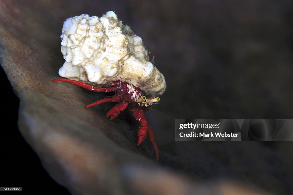 Hermit Crab Eupagarus Prideauxi Feeding On Sponge At Night Paradise Reef St  Kitts High-Res Stock Photo - Getty Images