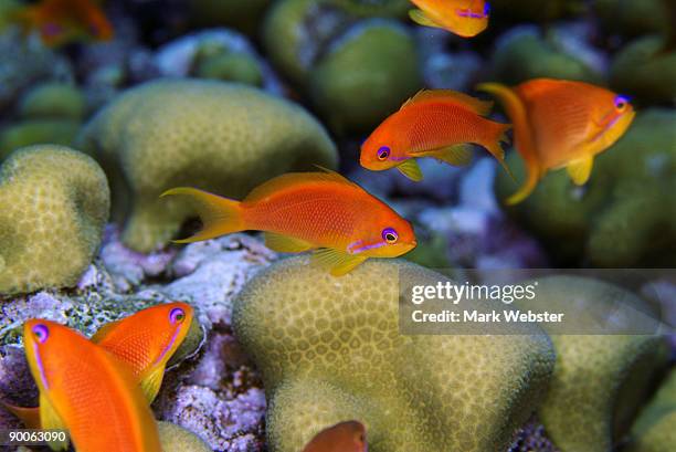 anthias, pseudanthias squamipinnis, female, fury shoal, red sea, egypt - jewel fairy basslet stock pictures, royalty-free photos & images