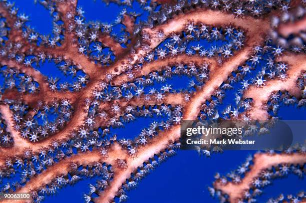 gorgonian coral - lighthouse reef 個照片及圖片檔