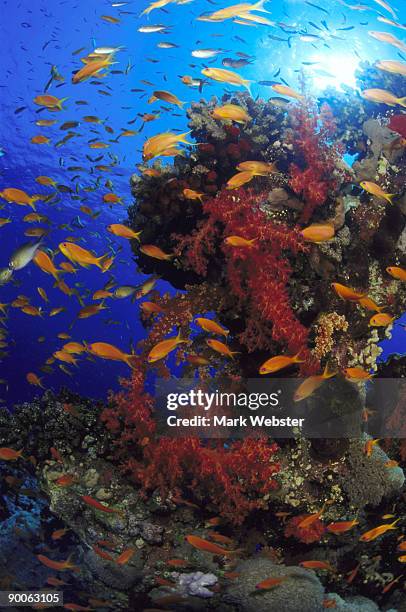 anthias pseudanthias squamipinnis and soft corals st. john's reef, red sea - jewel fairy basslet stock pictures, royalty-free photos & images