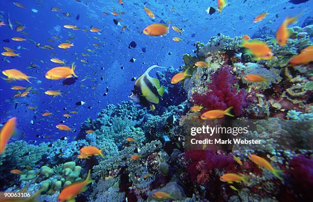 anthias pseudanthias squamipinnis and reef st. john's reef, red sea - jewel fairy basslet stock pictures, royalty-free photos & images