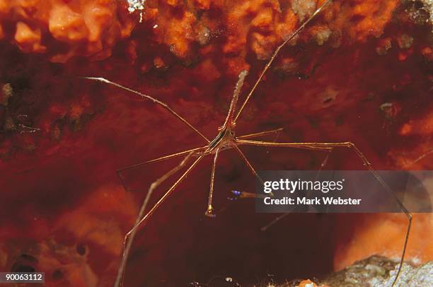 arrow crab stenorhynchus seticornis bonaire, caribbean - ノコギリイッカクガニ ストックフォトと画像