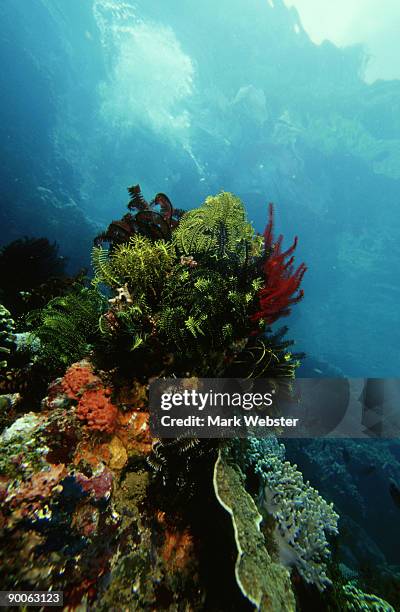 crinoids or feather stars, comanthina sp, rinca island, indonesia - crinoidea fotografías e imágenes de stock