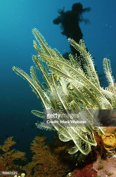 red sea fan, gorgonia sp, rinca island, indonesia - red gorgonian sea fan stock pictures, royalty-free photos & images