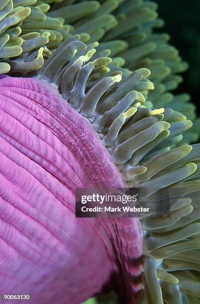 giant anemone detail heteractis magnifica komodo island indonesia - anemone magnifica stock pictures, royalty-free photos & images