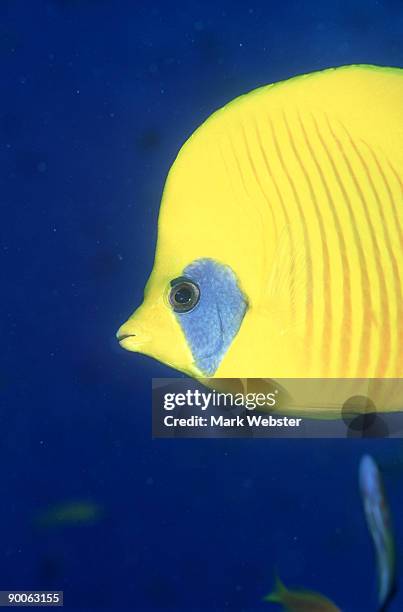 masked butterfly fish: chaetodon semilarvatus  portrait  south lagoona,tiran, red sea - chaetodon semilarvatus imagens e fotografias de stock