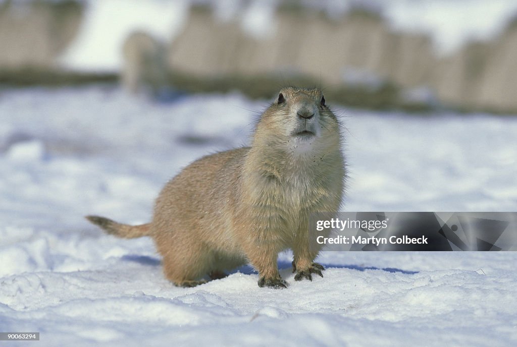 Prairie dog: cynomys ludovicianus badlands s.dakota, usa