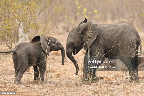 two young elephants in africa 4 - baby elephant playing stock pictures, royalty-free photos & images