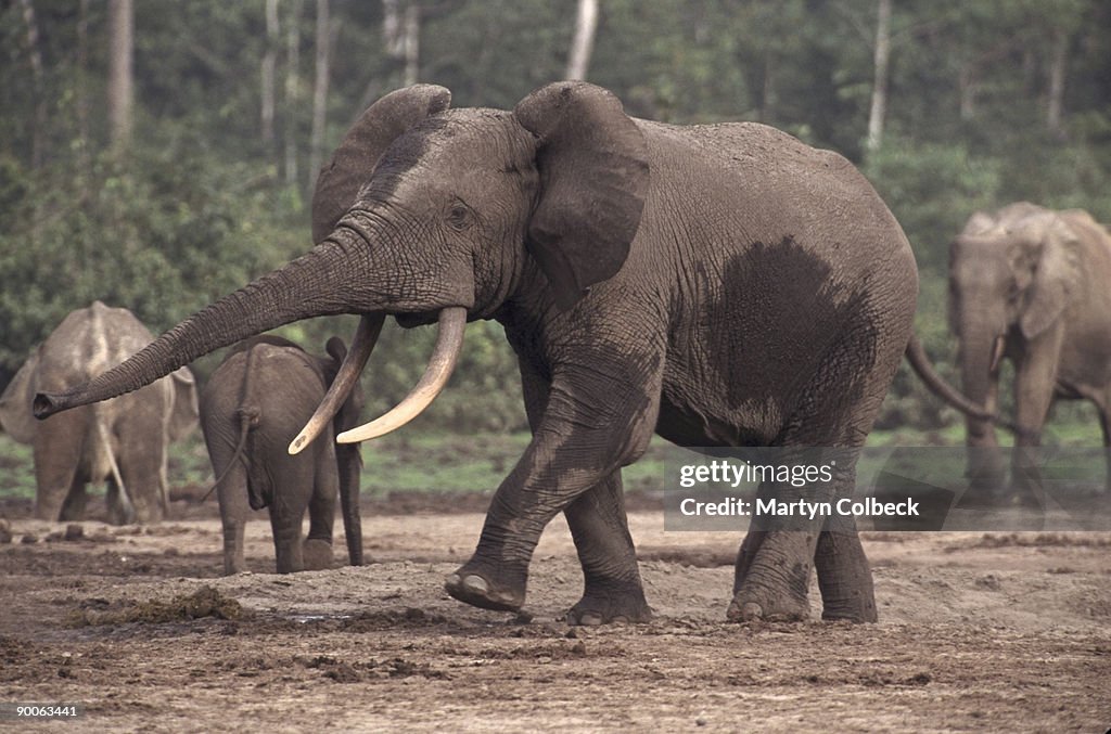 Forest elephant loxodonta africana cyclotis male aggression ozangha-ndoki np.c.a.r.