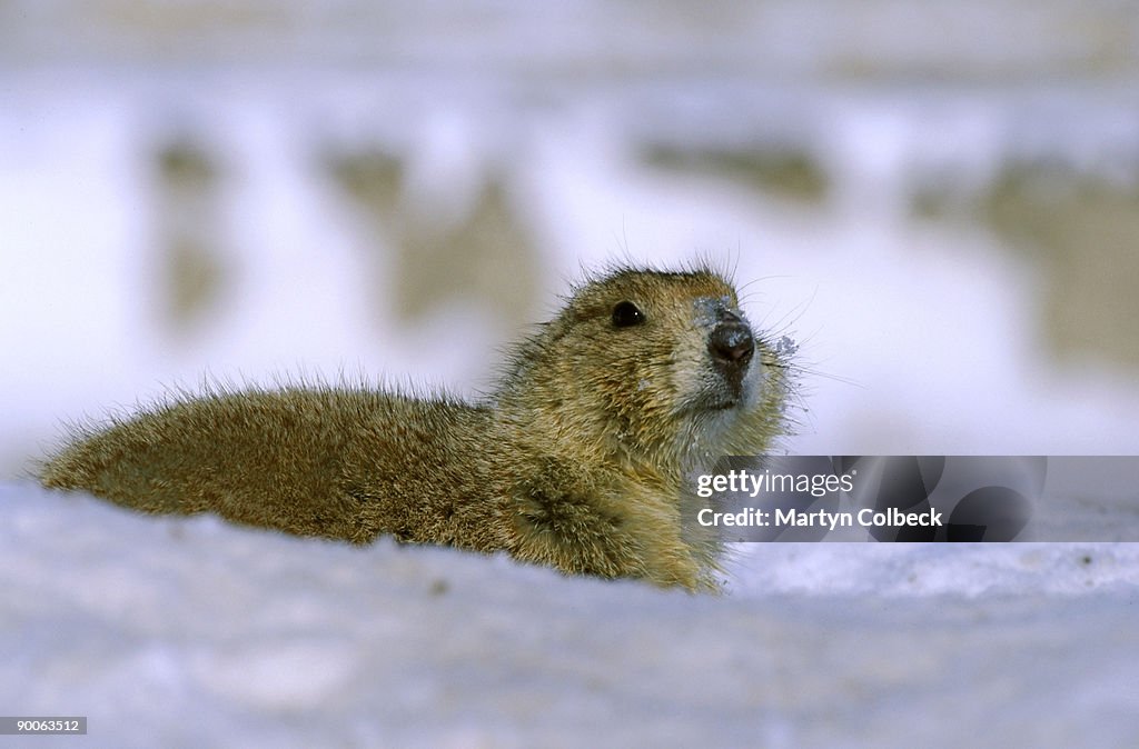 Prairie dog