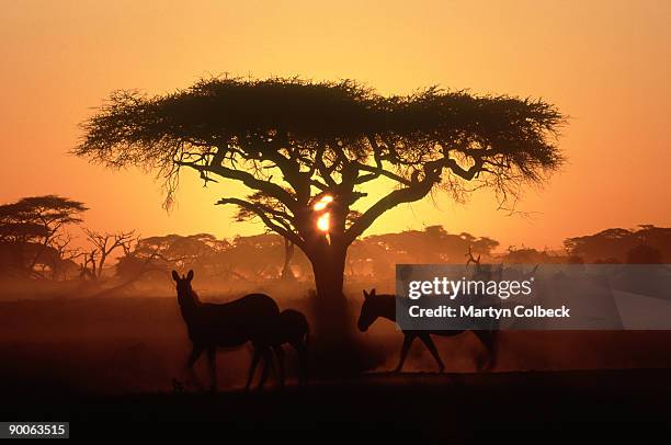 acacia tortilis tree and zebra, sunrise, amboseli np, kenya - vachellia tortilis stockfoto's en -beelden