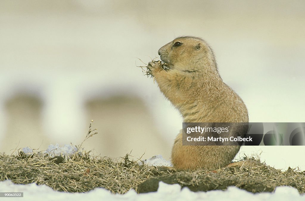 Prairie dog, ludovicianus cynomys, badlands, south dakota, usa