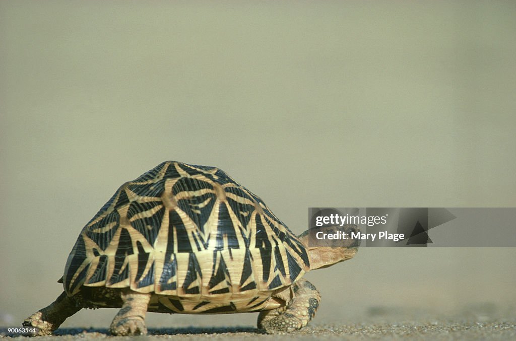 Star tortoise: geochelone elegans yala np, sri lanka