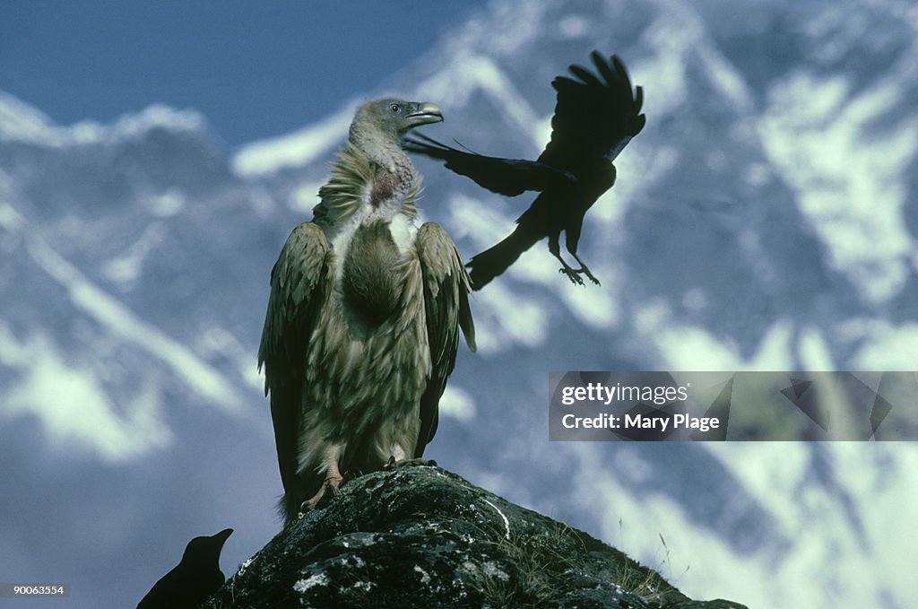 Himalayan griffon vulture: gyps himalayensis  being robbed b y raven  12,500ft. rhumbu, nepal