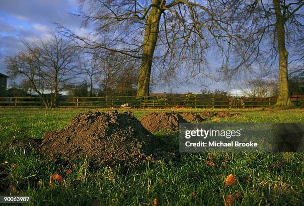 molehill  talpa europea cambridgeshire england - maulwurfshügel stock-fotos und bilder