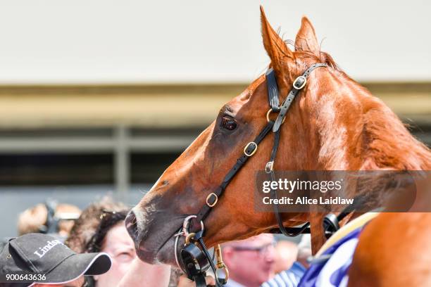 El Phoenix after winning the Sheamus Mills Bloodstock Plate at Ladbrokes Park Lakeside Racecourse on January 03, 2018 in Springvale, Australia.