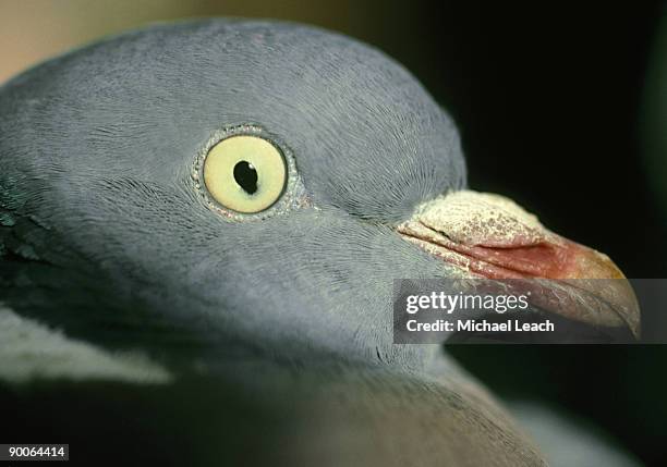 wood pigeon, columba palumbus, head - columbiformes stock-fotos und bilder