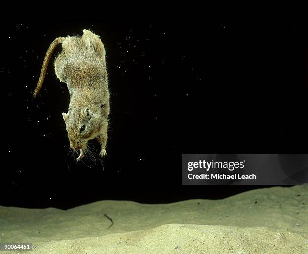 28 Mongolian Gerbil Stock Photos, High-Res Pictures, and Images