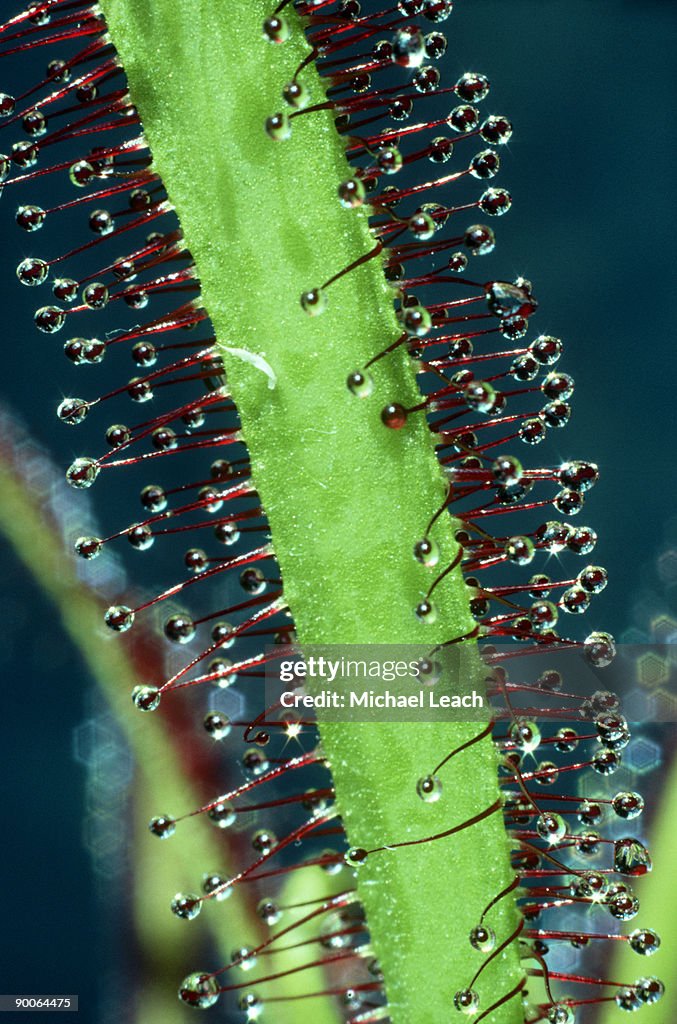 Sundew drosera capensis leaf