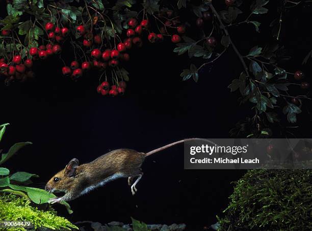 wood mouse apodemus sylvaticus jumping - wood mouse stock pictures, royalty-free photos & images