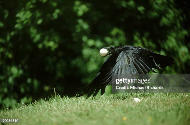 carrion crow: corvus corone stealing an egg - crow eggs stock pictures, royalty-free photos & images