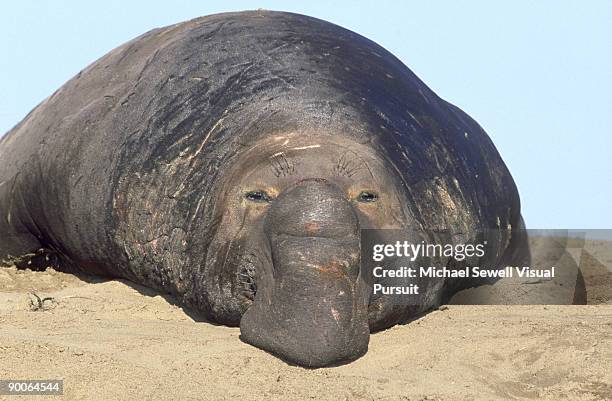 314 Fat Elephant Stock Photos, High-Res Pictures, and Images 314 Fat Elephant Stock Photos, High-Res Pictures, and Images