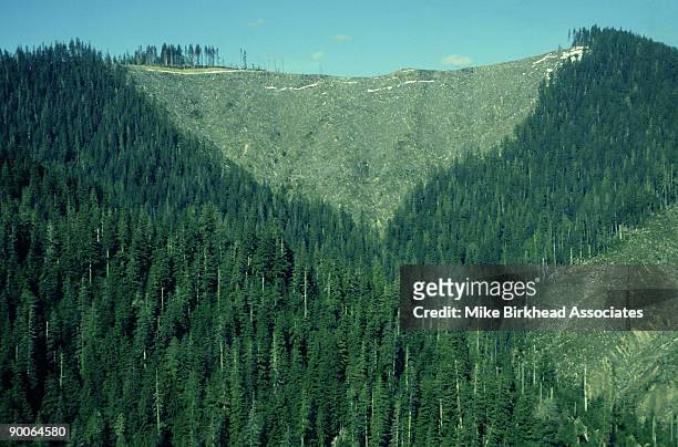 logging old growth forest: trees, 500 yrs old douglas fir   washington state, usa - douglas fir stock pictures, royalty-free photos & images