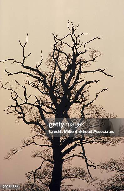 dead elm ulmus procera due to dutch elm disease berkshire - planta com peste imagens e fotografias de stock