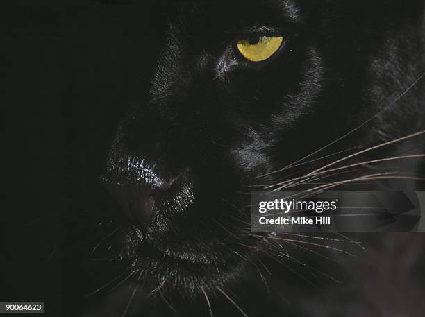 panther close up of face - puma felino selvatico foto e immagini stock