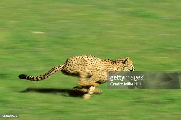 cheetah, acinonyx jubutus, running, wildlife model  usa - cheetah hunt stock pictures, royalty-free photos & images