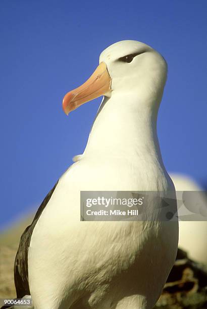 Albatross (Metaphor) Photos and Premium High Res Pictures Getty Images